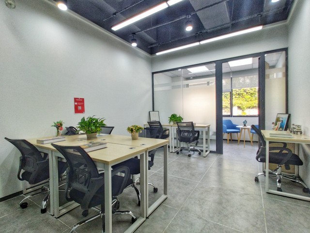 奉贤区发财树销售